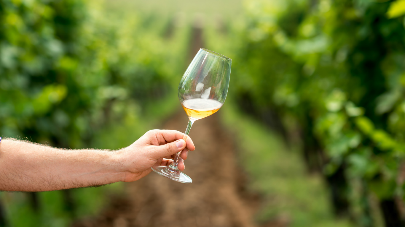 white wine vineyard
